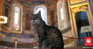 مرگ گربه مشهور مسجد ایاصوفیه استانبول