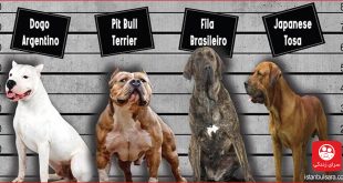 جریمه ۱۱ هزار لیری برای صاحبان سگ های خانگی خطرناک ثبت نام نشده در ترکیه