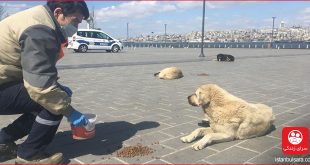 حیوانات خیابانی استانبول