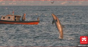 رقص دلفین‌ها در آب‌های استانبول