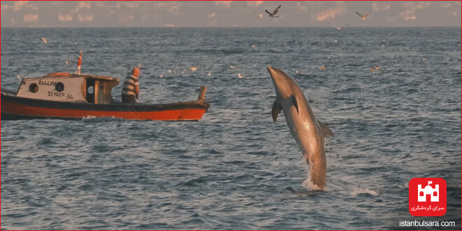 رقص دلفین‌ها در آب‌های استانبول