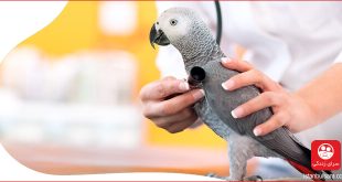 اولین بیمارستان حیوانات خاص در استانبول