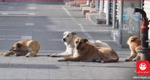 عقیم سازی و درمان سگ های خیابانی استانبول